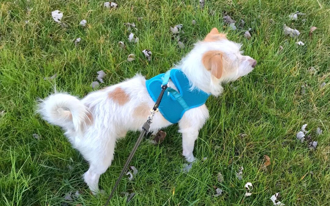 Loki vs. Harnesses