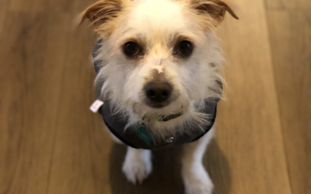 Loki vs. Training: How I Learned to Sit for the First Time