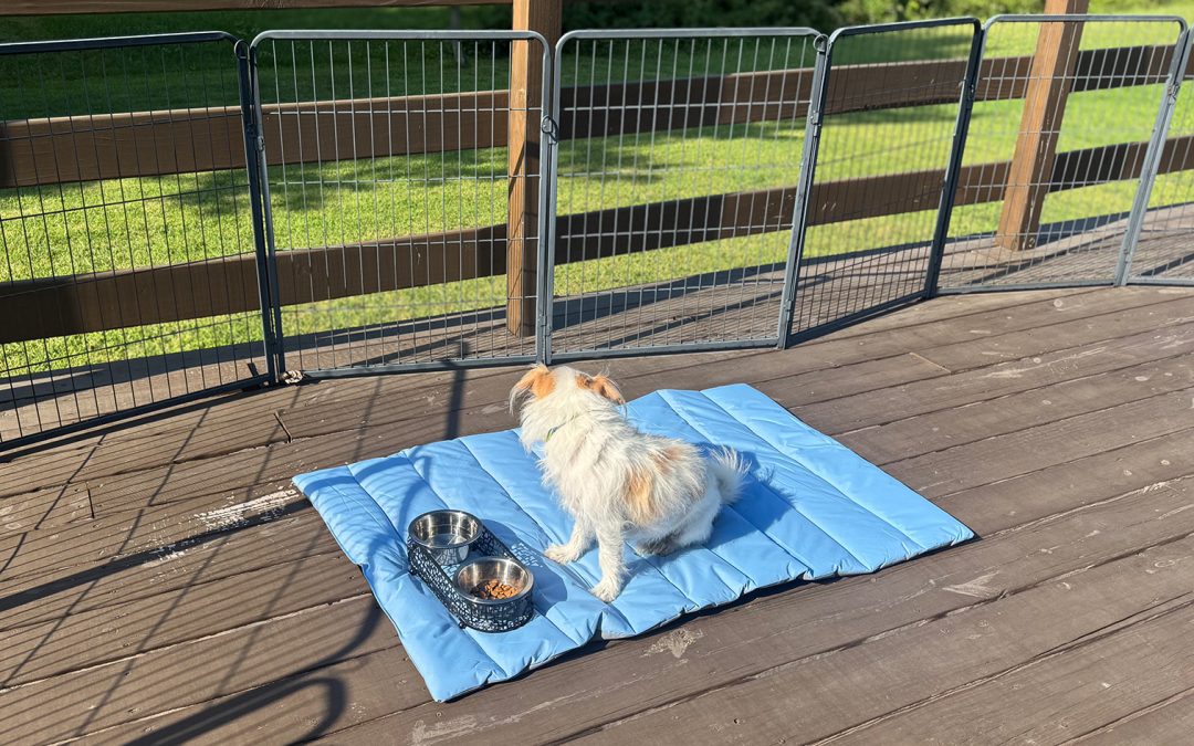 Loki vs. Outdoor Dining