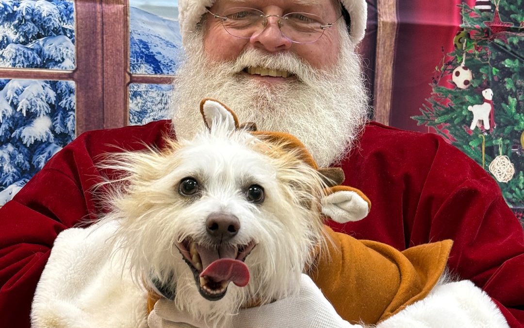 Loki vs. Winter Holiday